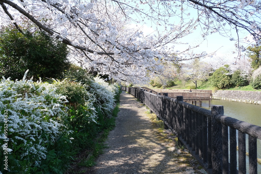 Fototapeta premium 桜としろやなぎの小道