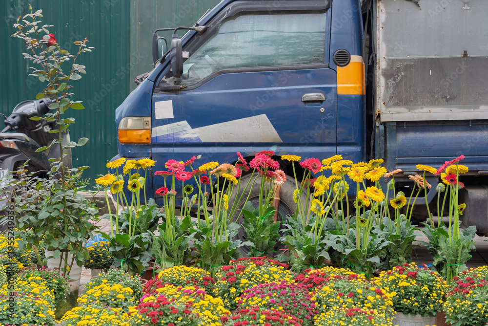 Obraz premium Brightly colored flowers arranged along a roadside with a parked truck behind, showing street-side floral trade during the Tet holiday season in Vietnam.