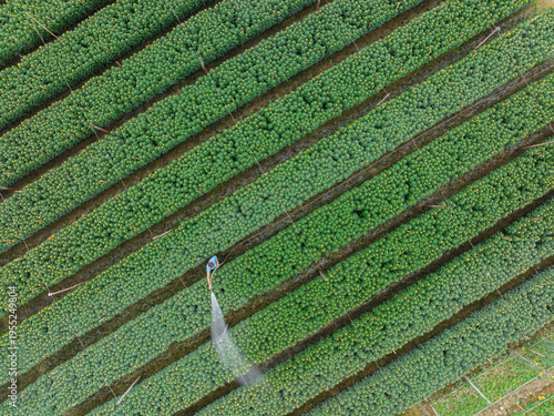 Fotografía Top down aerial of a worker spraying water across neatly aligned green crops, emphasizing irrigation systems and repetitive patterns in Hanoi agricultural fields