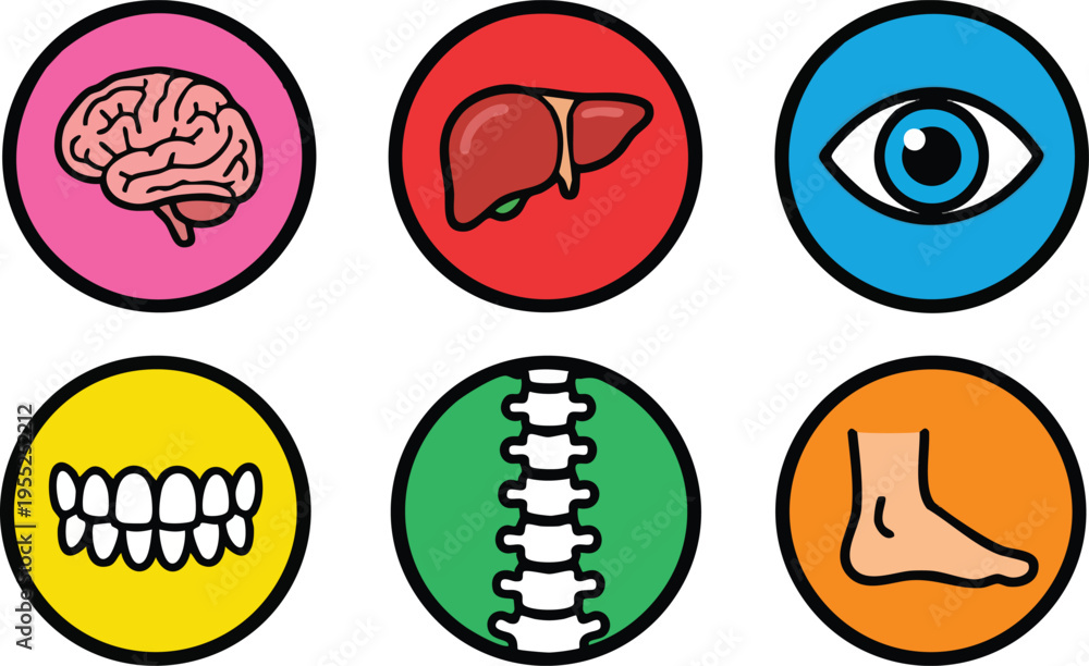 Obraz premium Human Organ and Body Part Icon Set for Medical Education