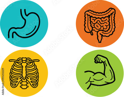 Human Anatomy and Internal Organ Icon Set in Colorful Circles