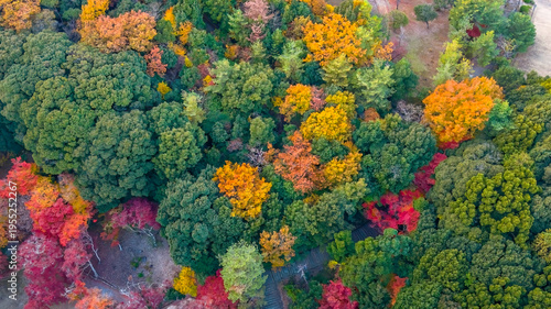 NOV 28 2025 Aerial View Of Colorful Autumn Forest With Red, Orange,