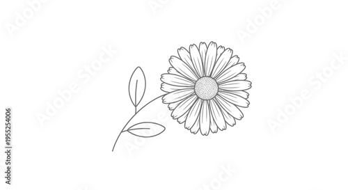 Simple daisy flower line art with leaves on white background