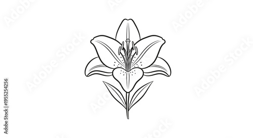 Minimalist black and white lily flower line art illustration