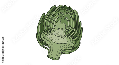 Green artichoke vegetable cut in half hand drawn illustration