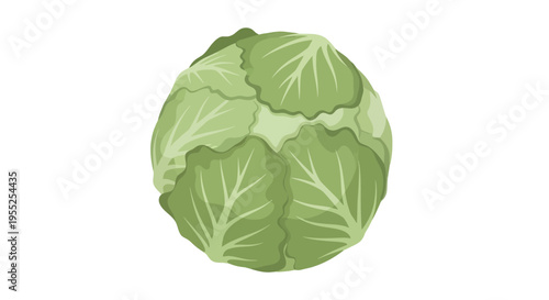 Green cabbage head vegetable illustration on white background
