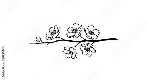Elegant cherry blossom branch with flowers and bud line art