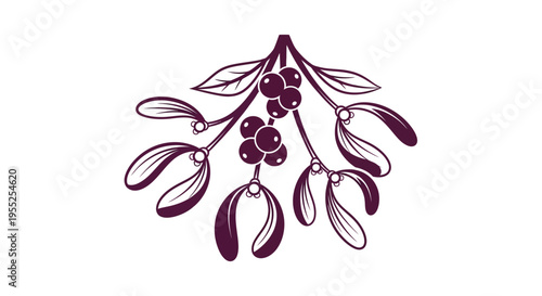 Elderberry branch with purple berries.