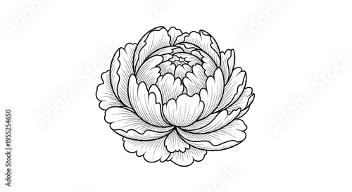 Detailed black and white peony flower line art drawing