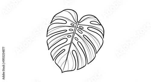 Black outline drawing of a tropical Monstera deliciosa leaf