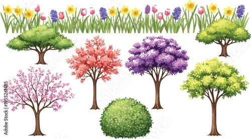 Vector illustration set of colorful spring trees flowering cherry blossoms garden bush and a floral border with tulips and daffodils isolated on white