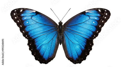 Schilderij op canvas Blue morpho butterfly with open wings, isolated on white background, showcasing