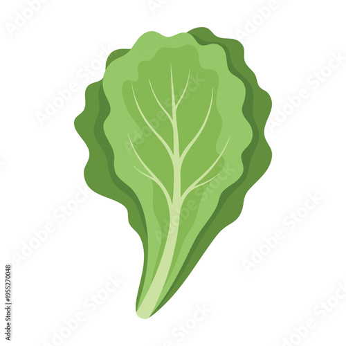 A single, detailed, light green leafy vegetable with a prominent central vein