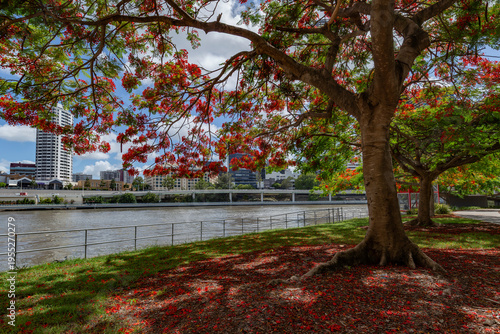 Royal Poinciana tree by the river