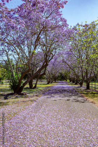 Jacaranda in flower