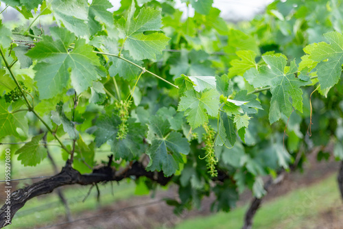 Wine grapes in the vineuard