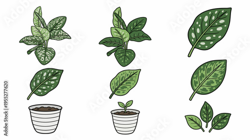 Vector illustrations depicting the charming journey of a healthy green plant, from a tiny sprout in a pot to a mature leaf, perfect for natural decor and botanical projects