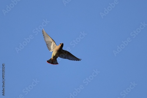 Bohemian Waxwing, A beautiful little bird soaring in the blue sky