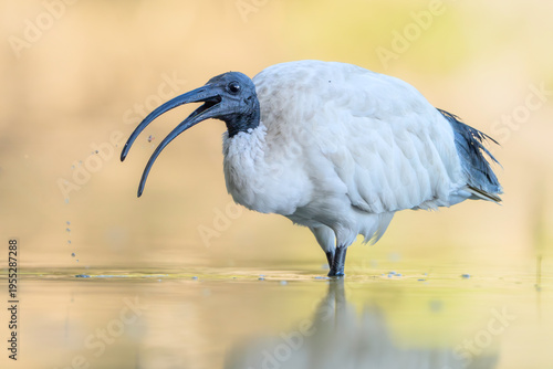 A wild Australian white ibis (Threskiornis moluccus) wading in shallow water lagoon and catching and tossing a small invertebrate prey item in the air