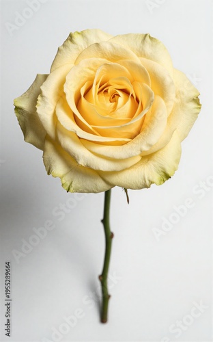 A single yellow rose with delicate petals and a slender stem against