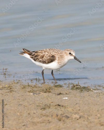 Canvastavla Little Stint Bird Foraging Along a Quiet Lake Shore