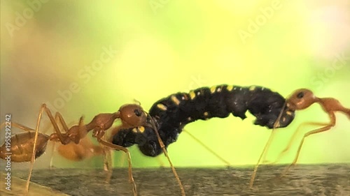 Close-up macro of Indian red weaver ants carrying a dead caterpillar on a tree trunk. Detailed insect teamwork, survival behavior, and predation in natural habitat, ideal for wildlife biology concept.