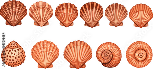 Seashell collection vector illustration, ocean scallop and spiral shell set, marine beach nature elements isolated design