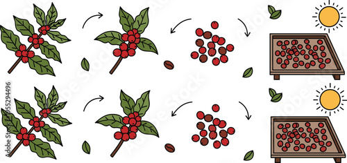 Coffee Bean Processing Workflow from Plant to Drying Natural Method Step by Step Vector Illustration Set
