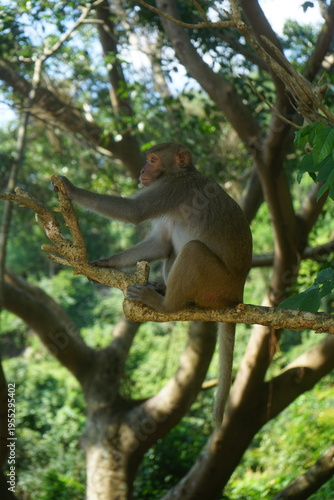 Quadro su tela Rhesus macaque