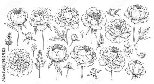 Hand Drawn Floral Doodle Line Art Illustration Featuring Decorative Daisy Flowers with Swirled Leaves for Adult Coloring Book Pages Stress Relief and Creative Backgrounds