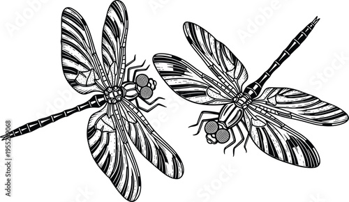 Intricate Hand Drawn Dragonfly Vector Illustration for Adult Coloring Page Featuring Detailed Wing Patterns and Insect Anatomy for Stress Relief Creative Art and Zen Meditation