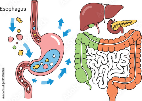 Human digestive system vector illustration featuring esophagus stomach intestines liver and pancreas with food digestion process in detailed medical diagram