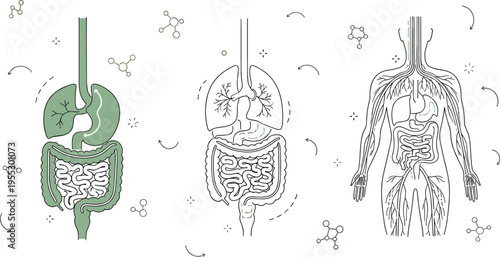 Human digestive system vector illustration featuring stomach intestines lungs and full body anatomy in clean line style for medical education and healthcare design
