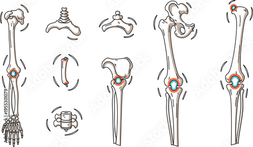 Human joint movement anatomy vector illustration featuring shoulder elbow hip knee and wrist rotation with skeletal bones and motion indicators in educational design