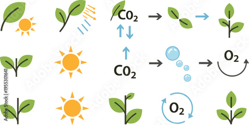 Photosynthesis process vector illustration showing sunlight CO2 absorption oxygen release and plant growth cycle in clean educational flat design icons set