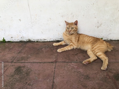Canvastavla An orange tabby cat with stripes resting on a brown tiled floor next to a white wall, looking towards the right