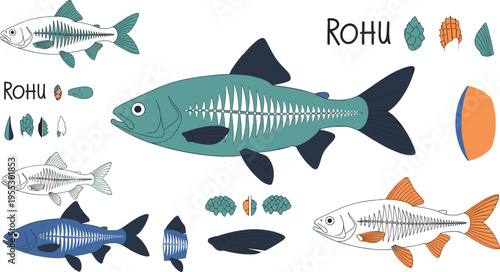 Rohu fish anatomy vector illustration featuring skeletal structure scales fins and different views of freshwater carp species in detailed scientific design