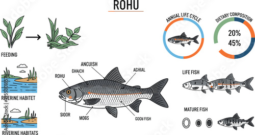 Rohu fish anatomy and life cycle diagram with river habitat feeding behavior dietary composition freshwater fish biology vector illustration