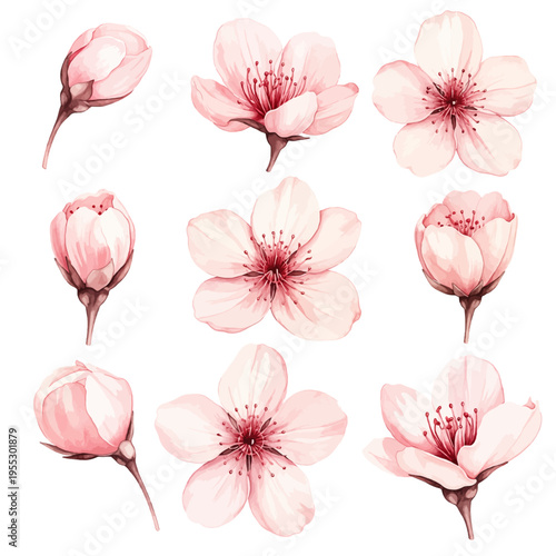 A beautiful collection of watercolor sakura blossoms, featuring delicate pink cherry flowers and buds in soft pastel hues isolated on a transparent background.