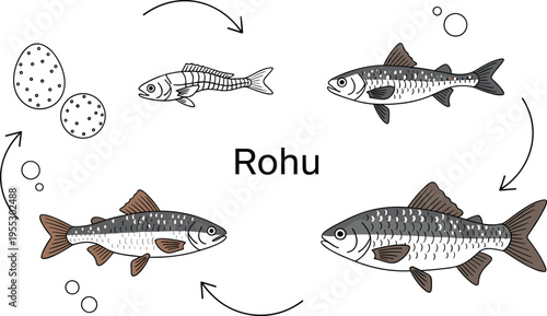Rohu fish life cycle vector illustration showing egg larva juvenile and adult stages with growth process arrows in freshwater aquatic biology diagram