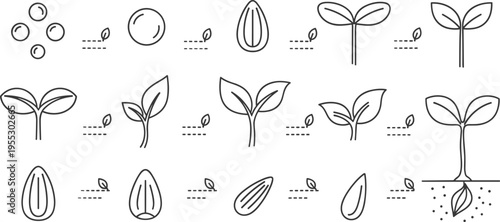 Seed germination line icons set showing sprouting stages plant growth leaves roots and seed development process in minimal outline vector illustration