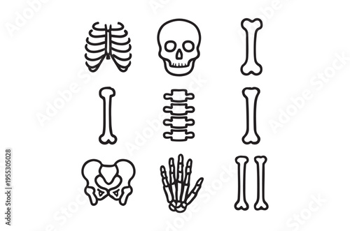 Anatomical illustration of various human skeletal system components