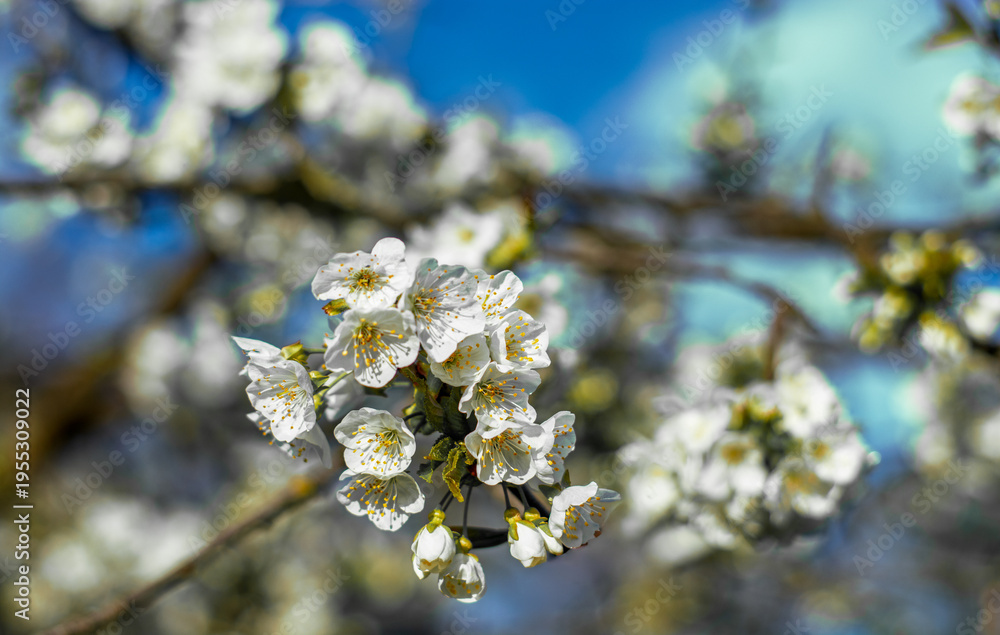 Naklejka premium a spring background with tree flowers
