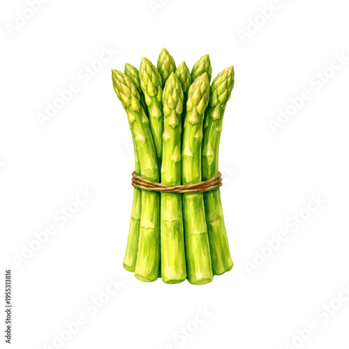 A watercolor illustration of a fresh bundle of green asparagus spears, featuring vibrant garden vegetables tied with rustic twine isolated on a transparent background.