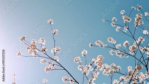 Slika na platnu Delicate white cherry blossoms on tree branches against clear bright blue sky on
