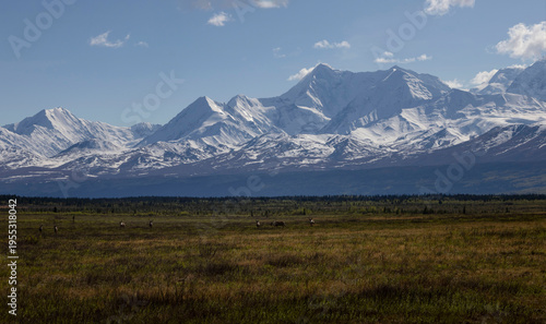 Caribou with mountains in the background
