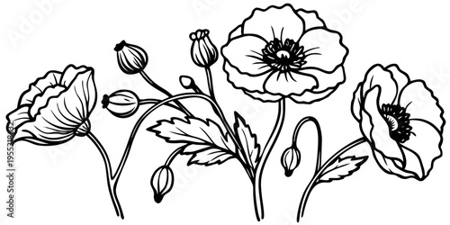 poppy flower botanical set, line art vector, separate elements, clean outline, black ink illustration, minimal, vintage botanical style