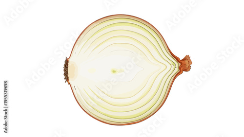 Onion Slice Isolated White.