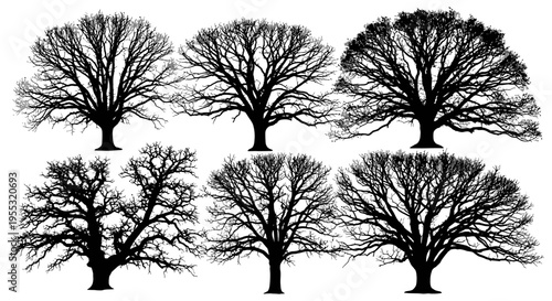 Set of six bare trees in various shapes and sizes on white background black silhouettes for design and decoration