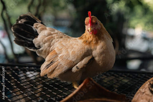 Chicken hen poultry bird fa...
